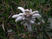 45 Stella Alpina (Leontopodium alpinum)